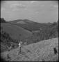 Photograph: [Raking the harvested grounds]