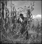 Photograph: [Pulling dead corn stalk]
