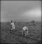 Photograph: [Pulling out rocks in the field]