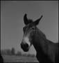 Photograph: [Donkey]