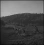 Photograph: [A spotted horse pulling a walking plow]