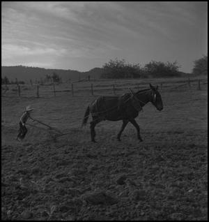 Primary view of object titled '[A boy, a mule and a walking plow]'.