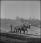 Photograph: [Two mules pulling a grader]