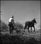 Photograph: [A mule, a man and a walking plow, 3]