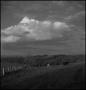 Photograph: [A cowboy moving cattle, 2]