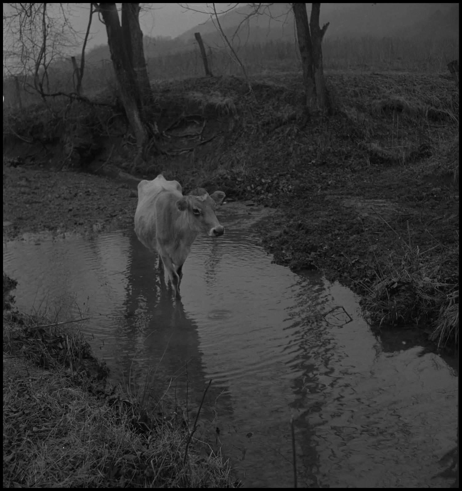 [Cow in water], Photograph of a cow standing in a small water hole. In the image, the water hole is from a dip in between trees and a wire fence can be seen behind them., 