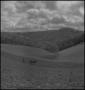 Photograph: [A mule pulling a walking plow down a hill]