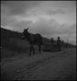 Photograph: [A mule pulling two children on a sled]