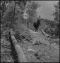 Photograph: [Photograph of a man walking a horse with a log, 1]