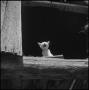Photograph: [Cat's meow]