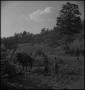 Photograph: [A horse, a walking plow and two individuals]
