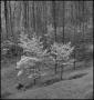 Photograph: [Young trees in a forest]