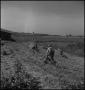 Photograph: [A walking plow being used on a field]