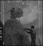 Photograph: [Otto Walker and his father stacking hay]