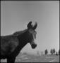 Photograph: [A portrait of a mule]
