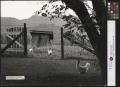Photograph: [The Gate to Grandpa's Outhouse (1)]