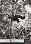 Photograph: [Jimmy Powell Swinging from a Grapevine]