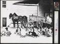 Photograph: [Ducks and horse-drawn cart (1)]