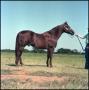 Photograph: [Horse standing full side]