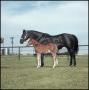 Primary view of [Sugs Gay Lady and foal]