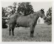 Photograph: [Bay mare with halter]