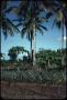 Primary view of Three crops - papayas, pineapple, coconuts - one grove