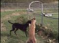 Video: [News Clip: Greyhound]