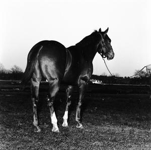 Primary view of object titled '[Backside of Horse]'.