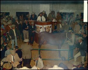 Primary view of object titled '[Auction house horse sale (second angle)]'.
