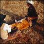 Photograph: [Two cowboys branding a calf]