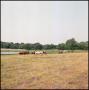 Primary view of [Horses Grazing on Field]