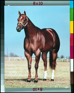 Primary view of object titled '[Portrait of a Quarter Horse]'.