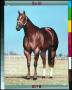 Thumbnail image of item number 1 in: '[Portrait of a Quarter Horse]'.