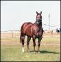 Primary view of [Tommy Manion's Horse, Kelo]