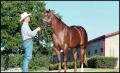 Photograph: [Man and a Horse at Reata Ranch]