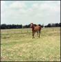 Photograph: [Young Foal Trotting on the Manion Ranch]