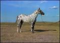 Photograph: [Appaloosa horse]