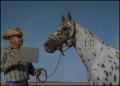 Photograph: [Appaloosa horse with a cowboy]