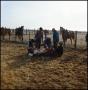 Primary view of [Five cowboys branding a calf (distant view)]