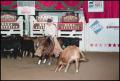 Primary view of [Swingin Star Lady Cutting at 1998 NCHA Futurity]
