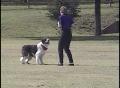 Video: [News Clip: Pet sitter]