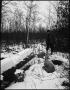 Photograph: [Man looking at a fallen tree]