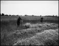 Primary view of [Two men in the field cutting wheat with a grain cradle]