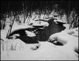 Photograph: [Melting creek in the snow]