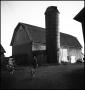 Photograph: [Famer walking to his barn with his dogs]