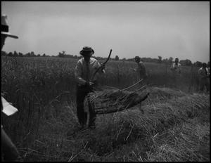 Primary view of object titled '[Several men scything wheat]'.