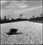 Photograph: [A turtle crossing the road]
