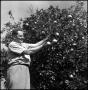Photograph: [Joe Clark picking fruit, 2]