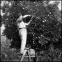 Photograph: [Joe Clark picking fruit, 3]