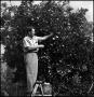 Photograph: [Joe Clark picking fruit]